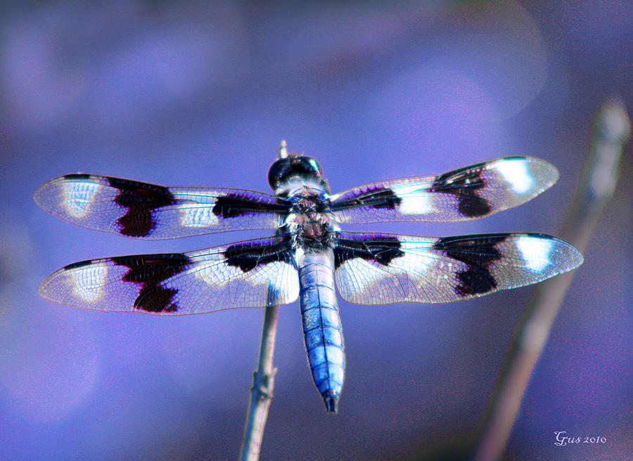 Blue Dragonfly Photograph by Nick Gustafson