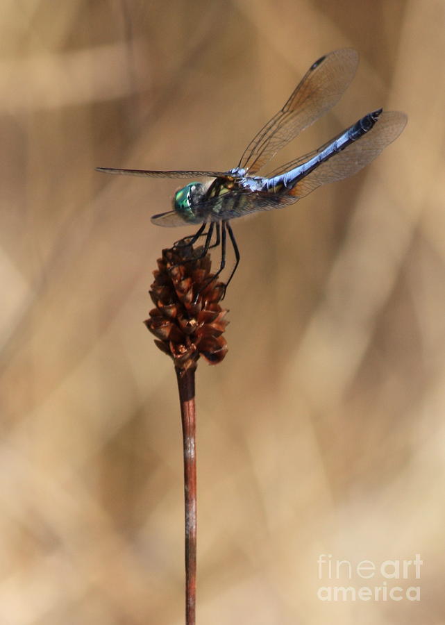 Nature Photograph - Blue Dragonfly on Brown Reed by Carol Groenen