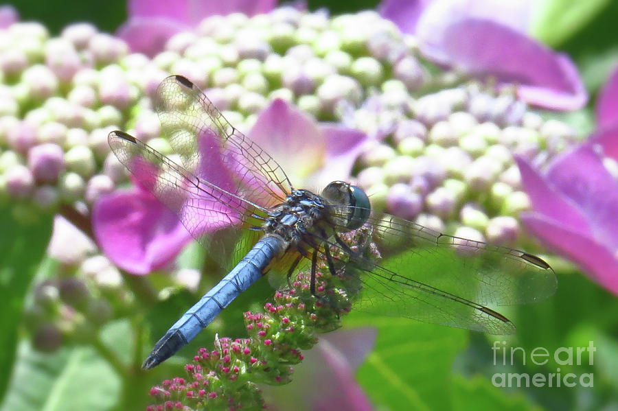 Blue Dragonfly on Flower Photograph by Scott Cameron