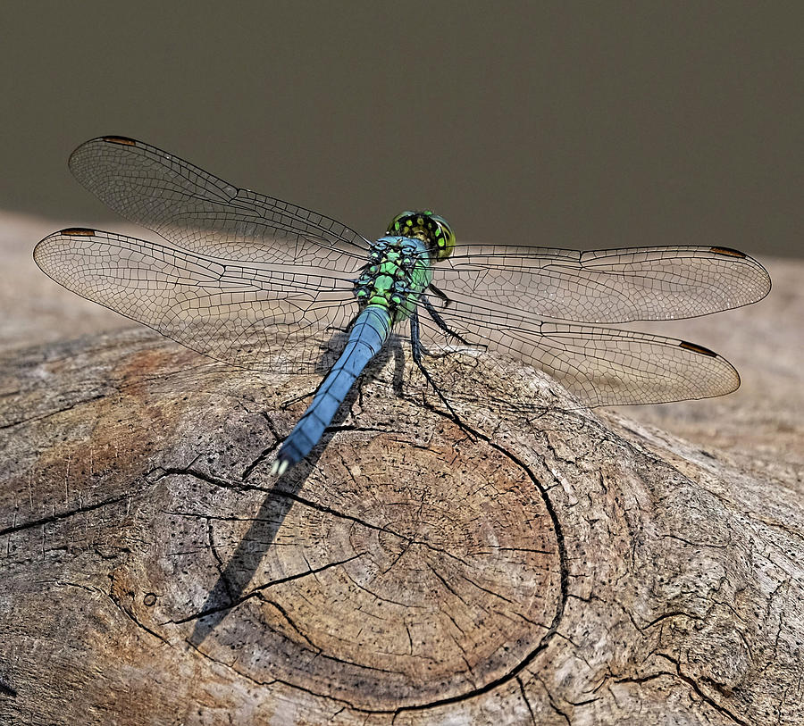 Blue Dragonfly on log Photograph by Ronda Ryan