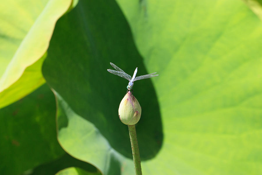 Blue Dragonfly On Lotus Bud Photograph by Dina Calvarese