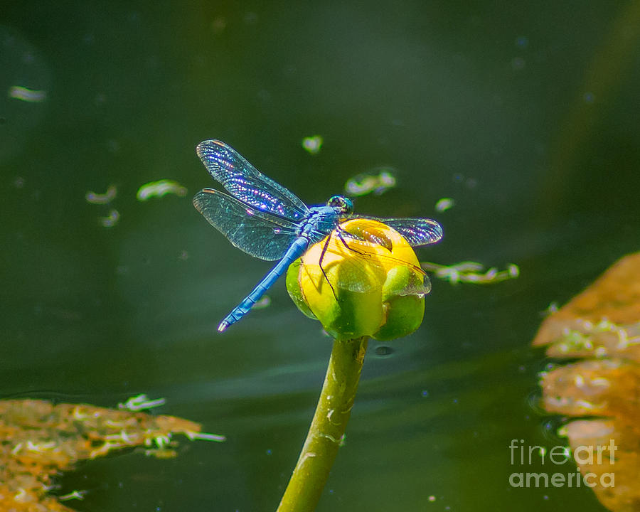 Blue Dragonfly on Yellow Bud Photograph by Stephen Whalen