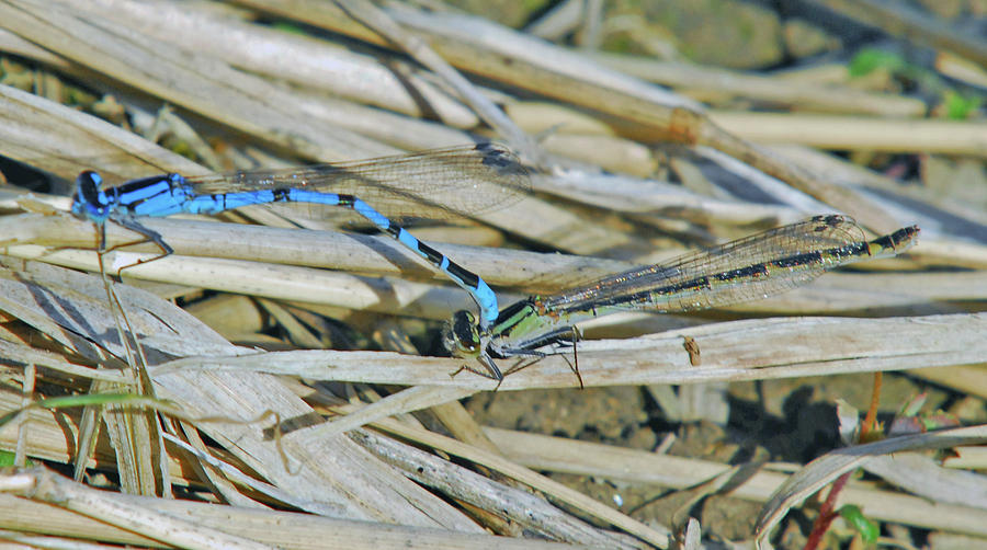 Blue Dragonfly Pair Photograph by Michelle Halsey