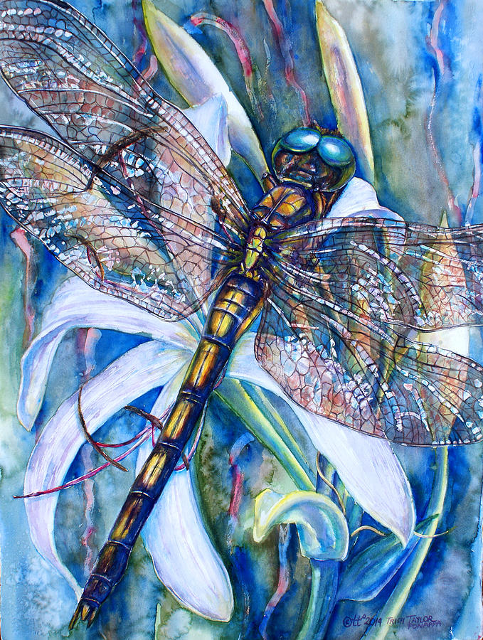 blue_dragonfly33  Dragonfly photos, Dragonfly images, Watercolor