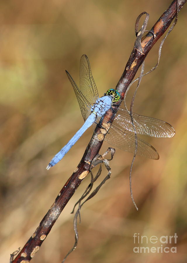 Nature Photograph - Blue Dragonfly Portrait by Carol Groenen