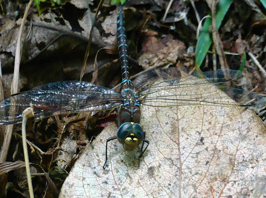 Blue Dragonfly  Photograph by REA Gallery