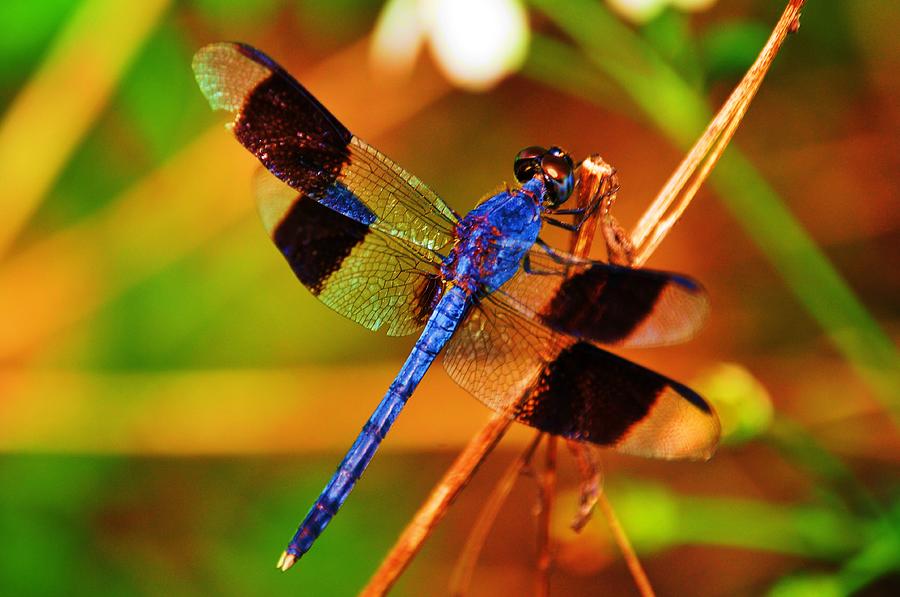 Insects Photograph - Blue Dragonfly by Randy Aveille