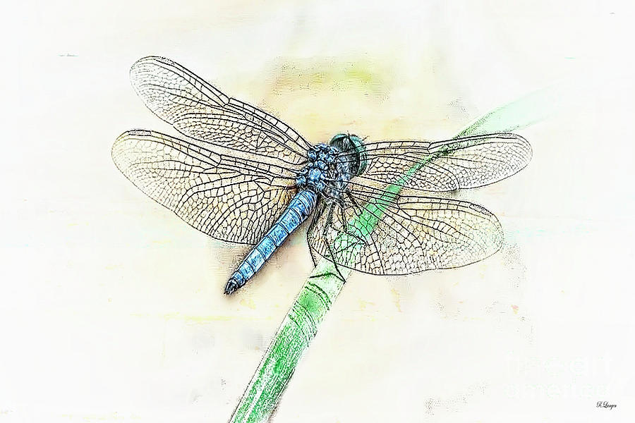 Blue Dragonfly Digital Art by Rebecca Langen