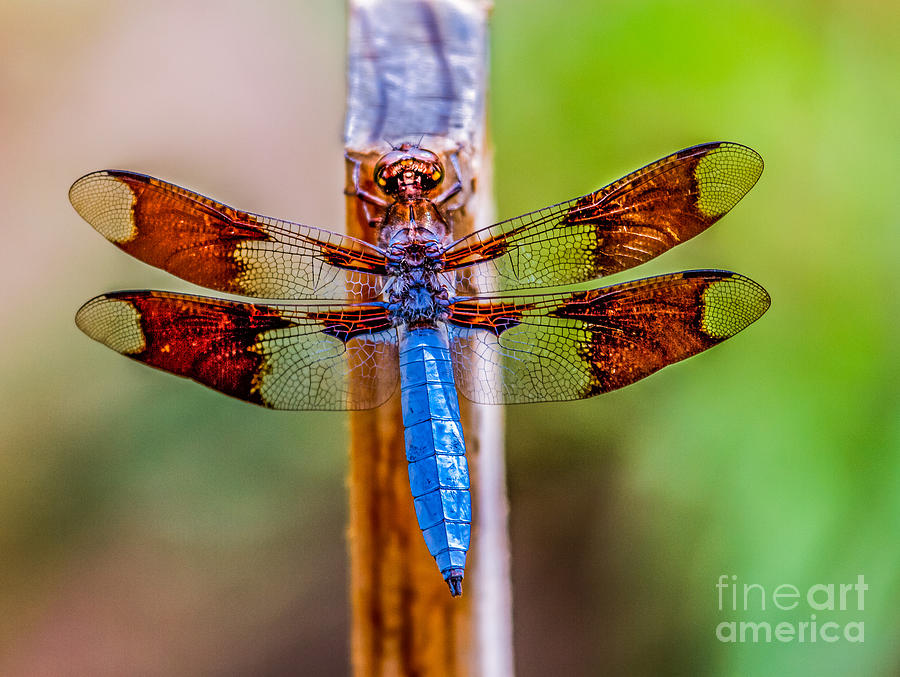 Wildlife Photograph - Blue Dragonfly by Robert Bales