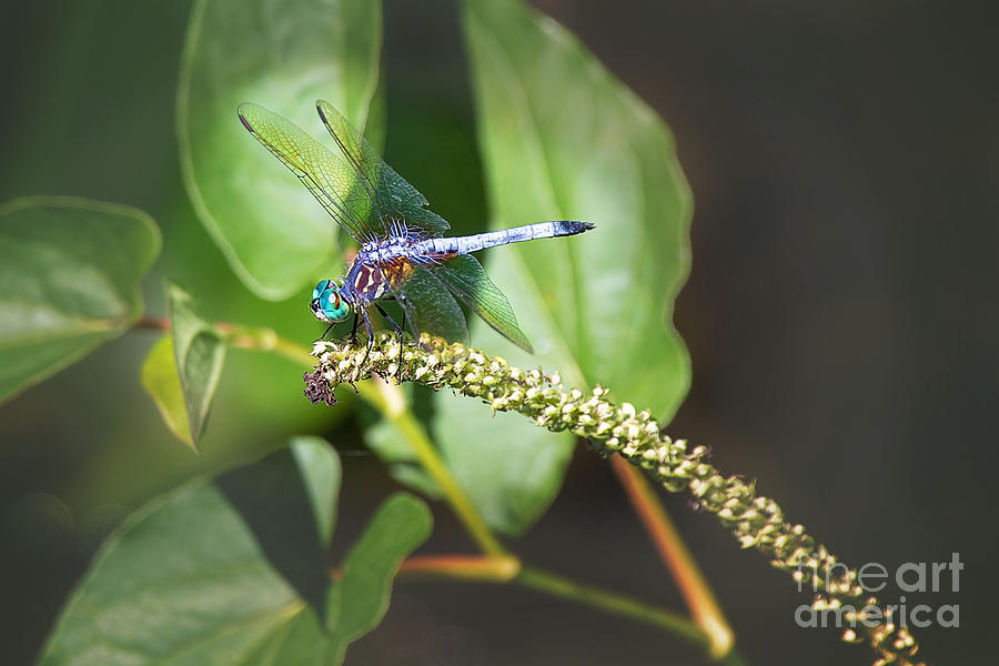 Blue Dragonfly Photograph by Sharon McConnell