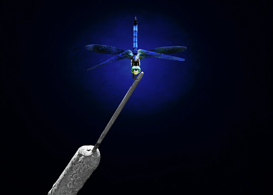 Blue Dragonfly Photograph by Steven Michael