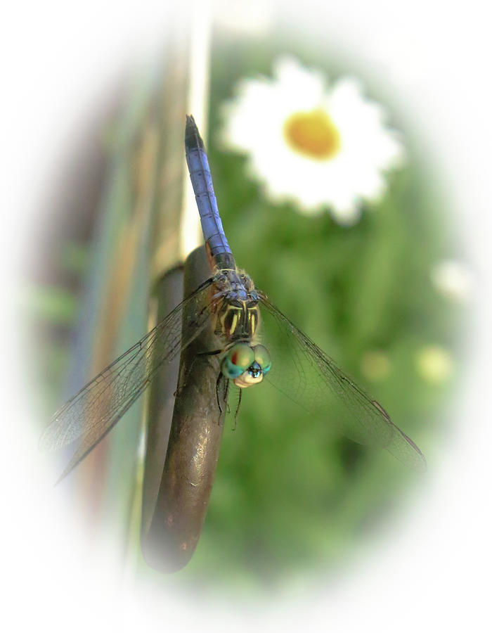 Blue Dragonfly Summer Photograph by Ola Allen