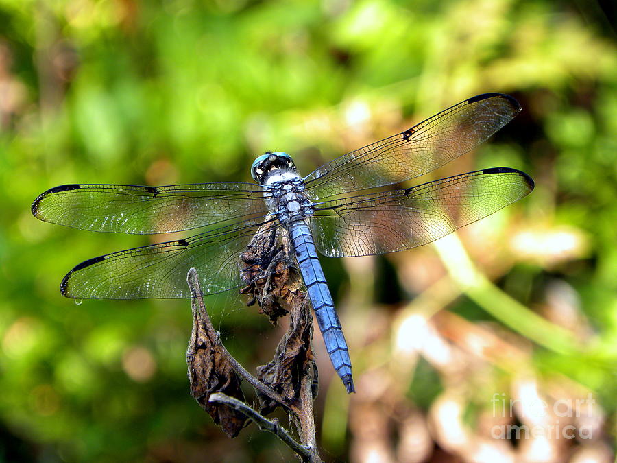 Blue Dragonfly Photograph by Terri Mills
