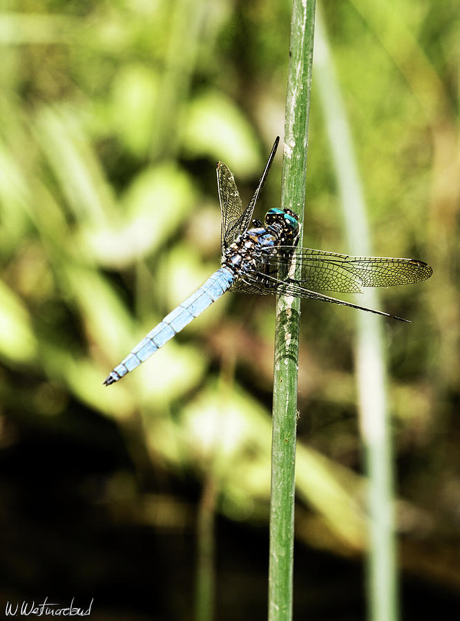 Blue Dragonfly Photograph by Weston Westmoreland