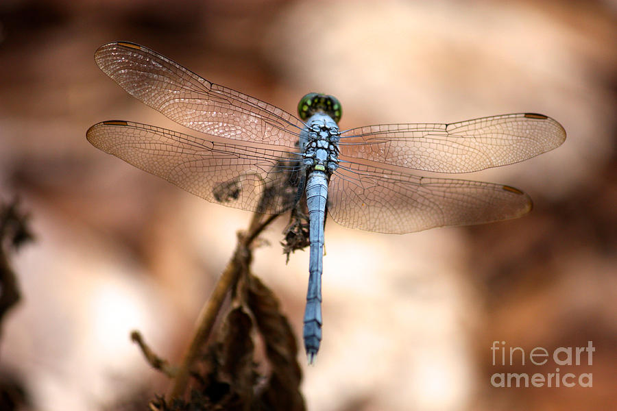 Garden Photograph - Blue Dragonfly with Perfect Wings by Carol Groenen