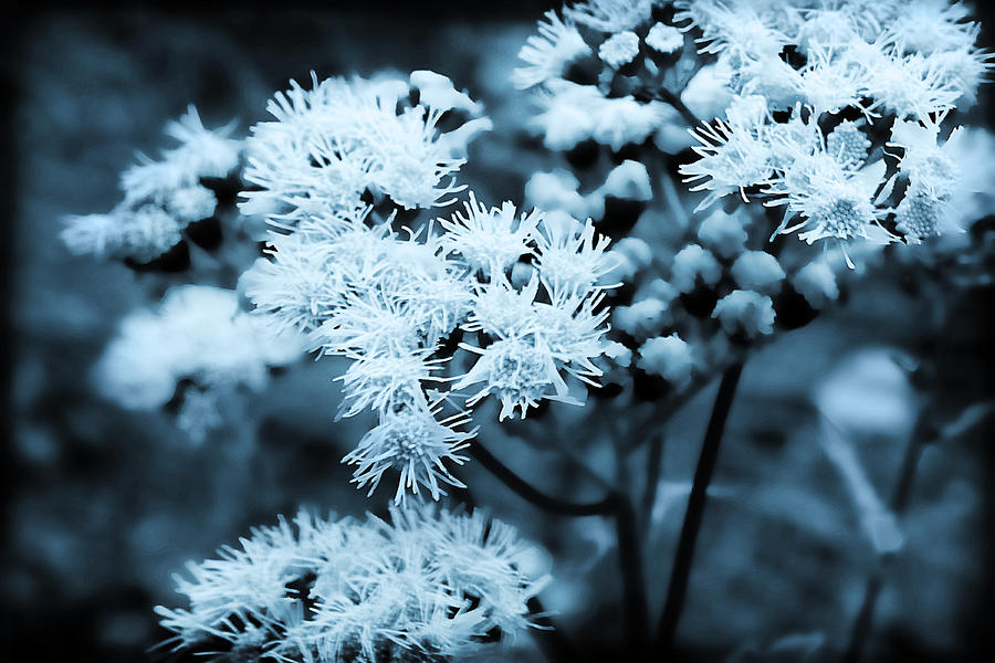 Blue Dreams Photograph by Milena Ilieva