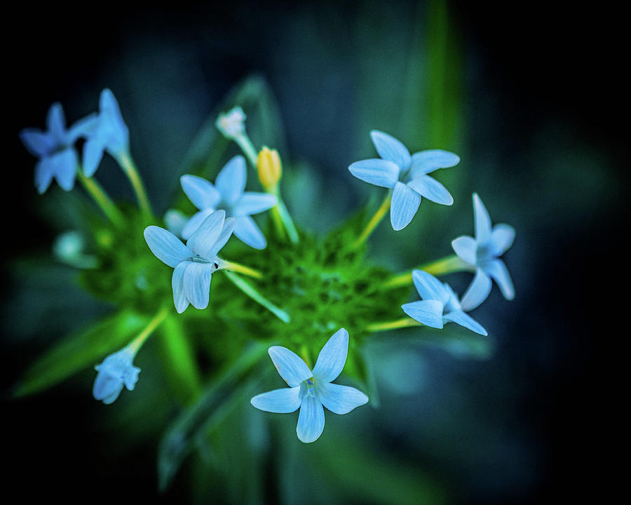 Summer Photograph - Blue Dreams by Shiela Kowing