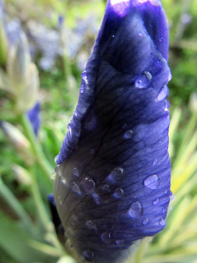 Blue drops Photograph by Vesna Martinjak