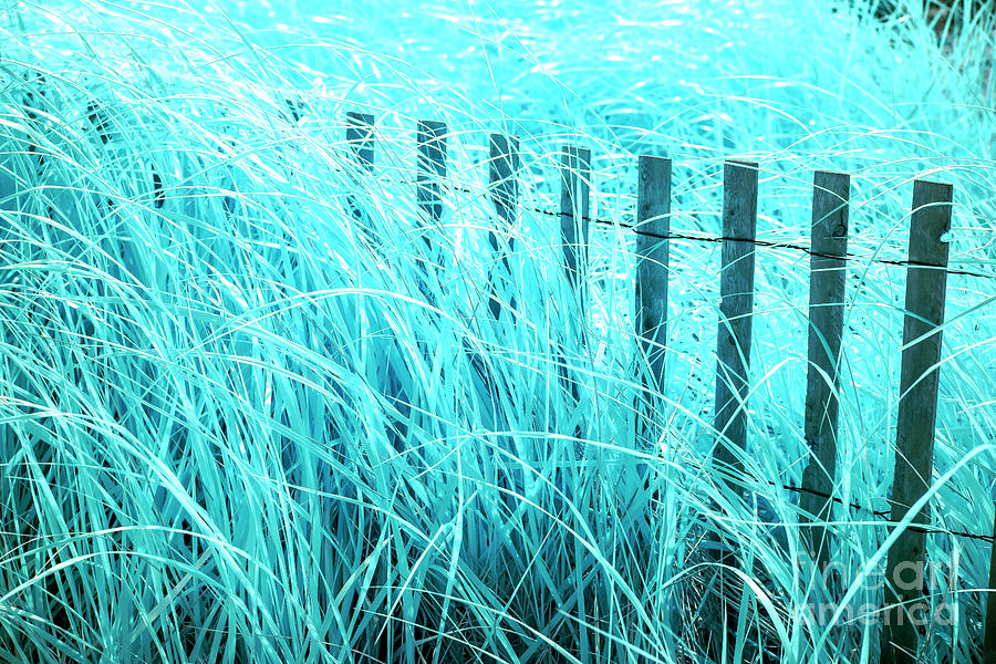 Blue Dune Grass at Long Beach Island Infrared Photograph by John Rizzuto