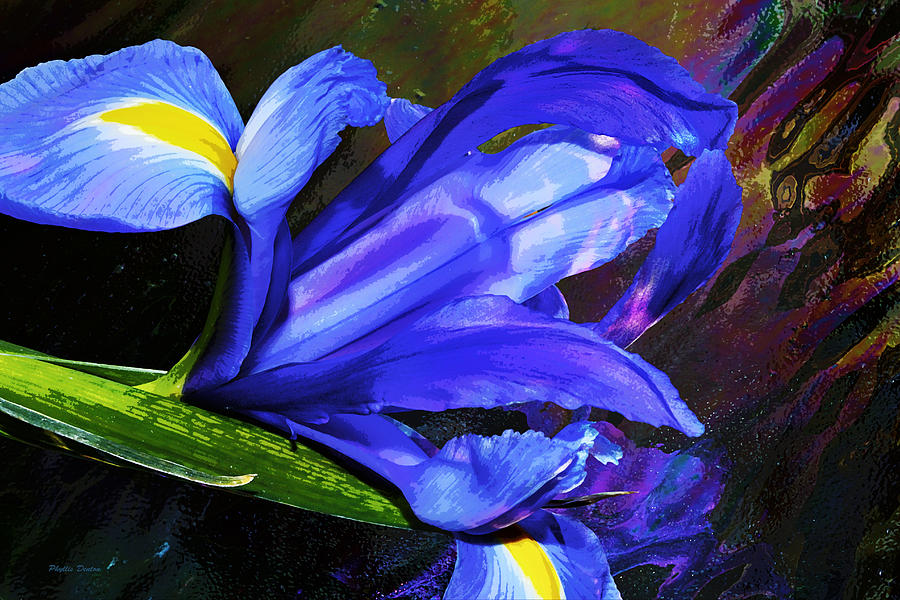 Blue Dutch Iris Painterly Photograph by Phyllis Denton
