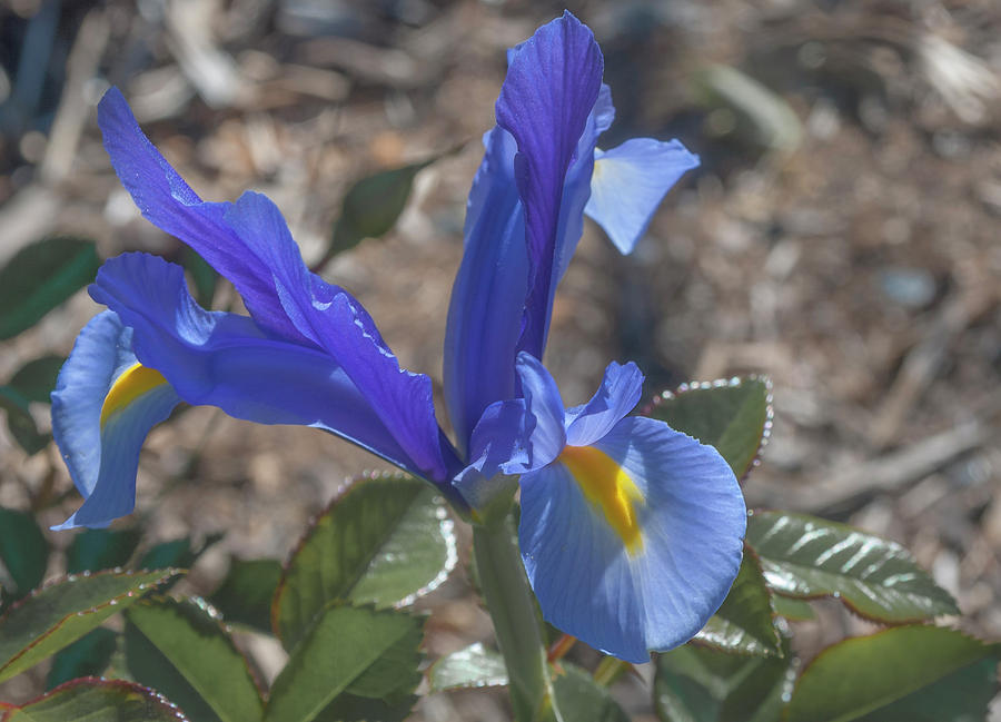 Blue Dutch Iris  Photograph by Rick Mosher