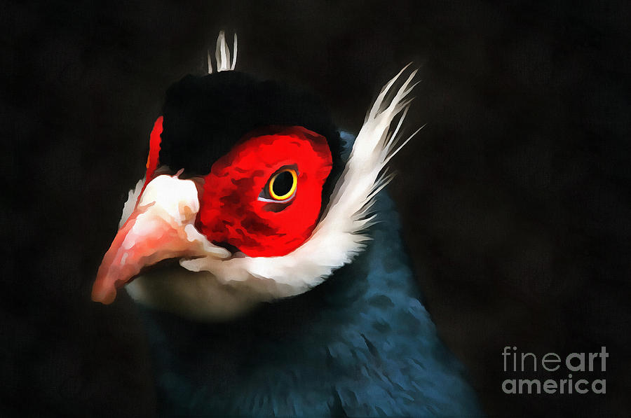 Blue Eared Pheasant Photograph by Jack Torcello