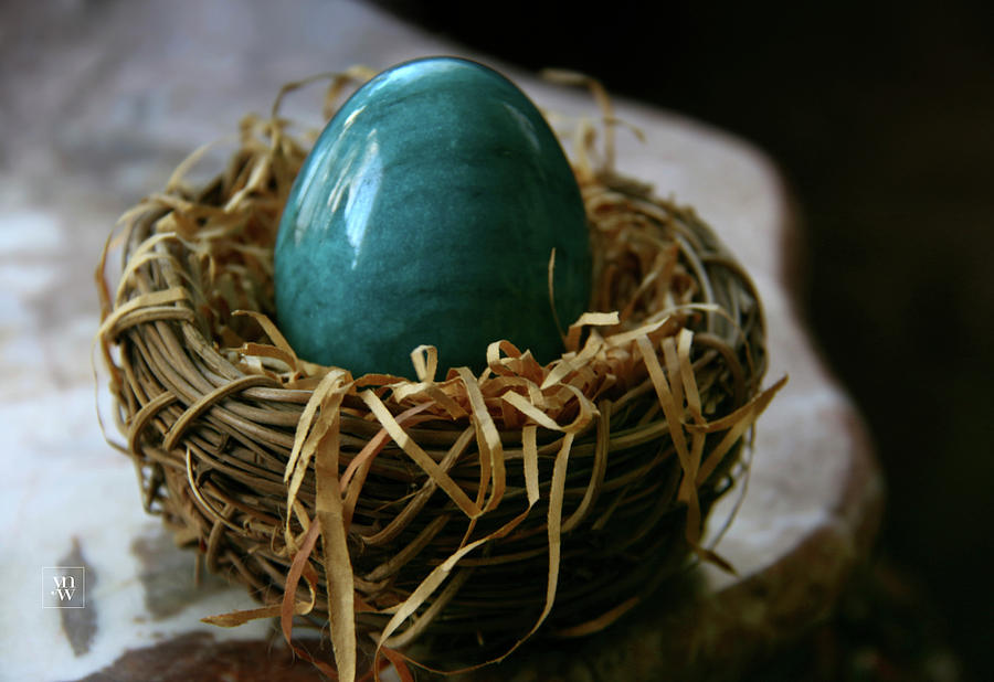 Blue Egg Nesting Photograph by Yvonne Wright