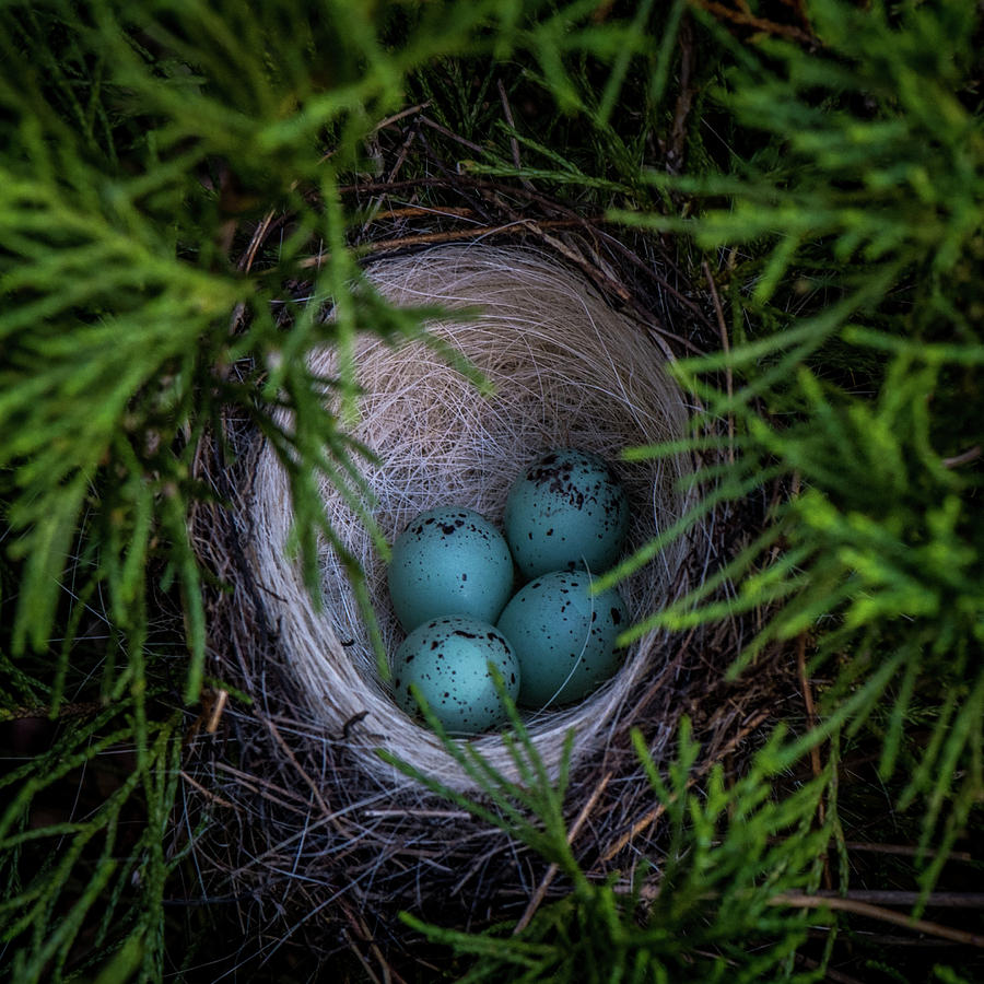 Blue Eggs in a Nest Photograph by Paul Freidlund