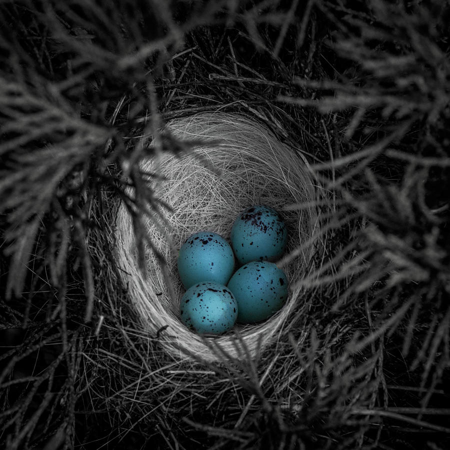 Blue Eggs Selective Color Photograph by Paul Freidlund
