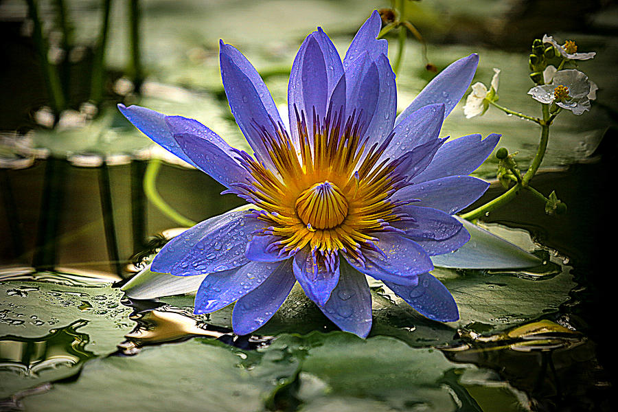 blue-egyptian-lotus-photograph-by-murukutla-krishna-pixels