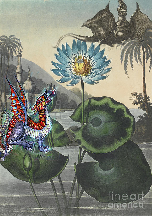 Blue Egyptian Water Lily With Dragons Robert Thornton Painting by Genevieve Esson