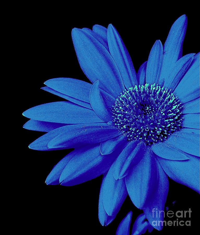 Blue Photograph by Elfriede Fulda