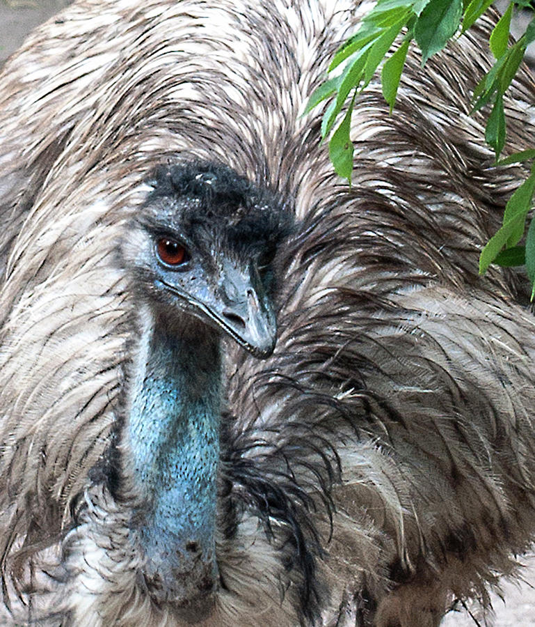 Blue Emu Art Print by Artiart
