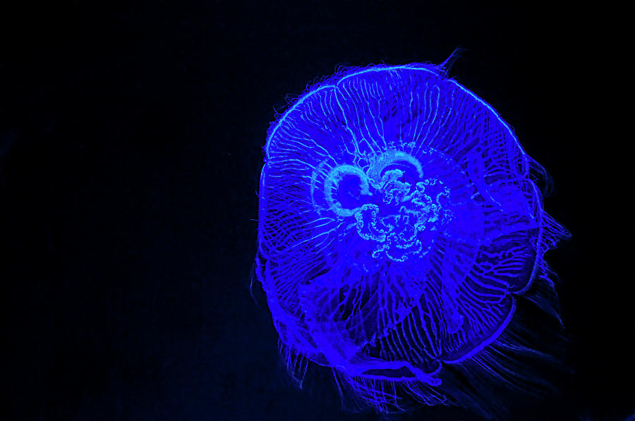 Blue Energy - Jellyfish Photograph by Mitch Spence