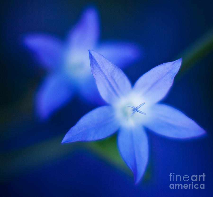 Blue Etoile Flower Photograph by Mike Reid