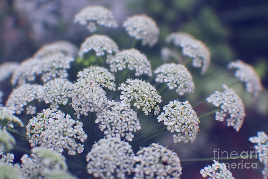 Nature Photograph - Blue Evening on Queen Annes Lace by Ella Kaye Dickey