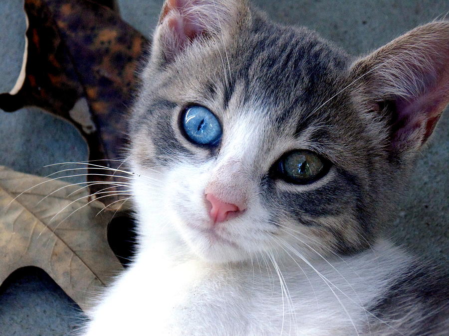 Blue Eye Green Eye Kitten Photograph by B L Hickman - Fine Art America