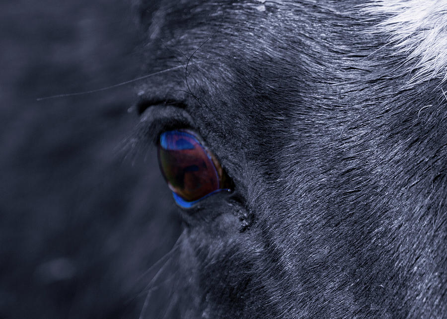 Horse Eye Photograph - Blue Eye by Janaka Somaratne