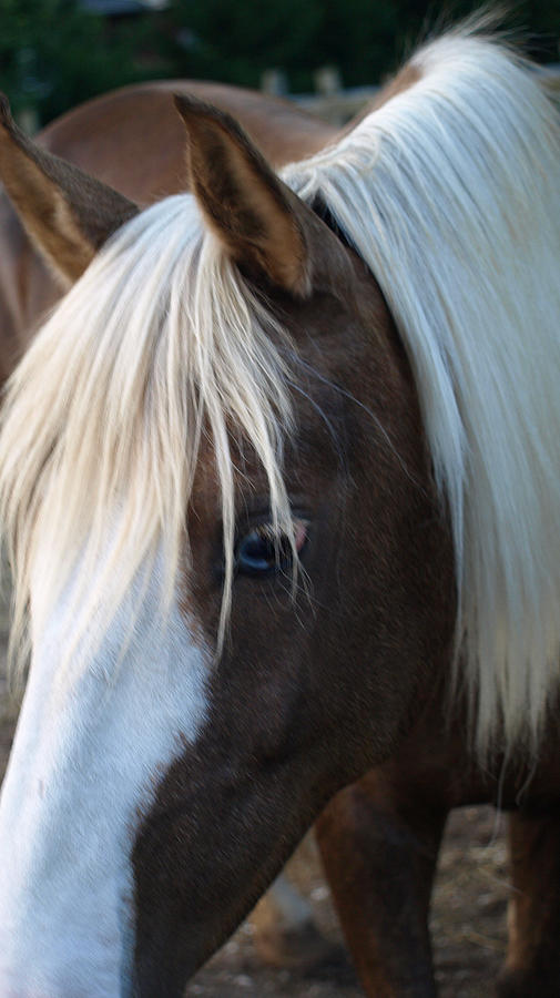 Palomino Painting - Blue Eye by Kim Palomino Painting - Blue Eye by Kim
