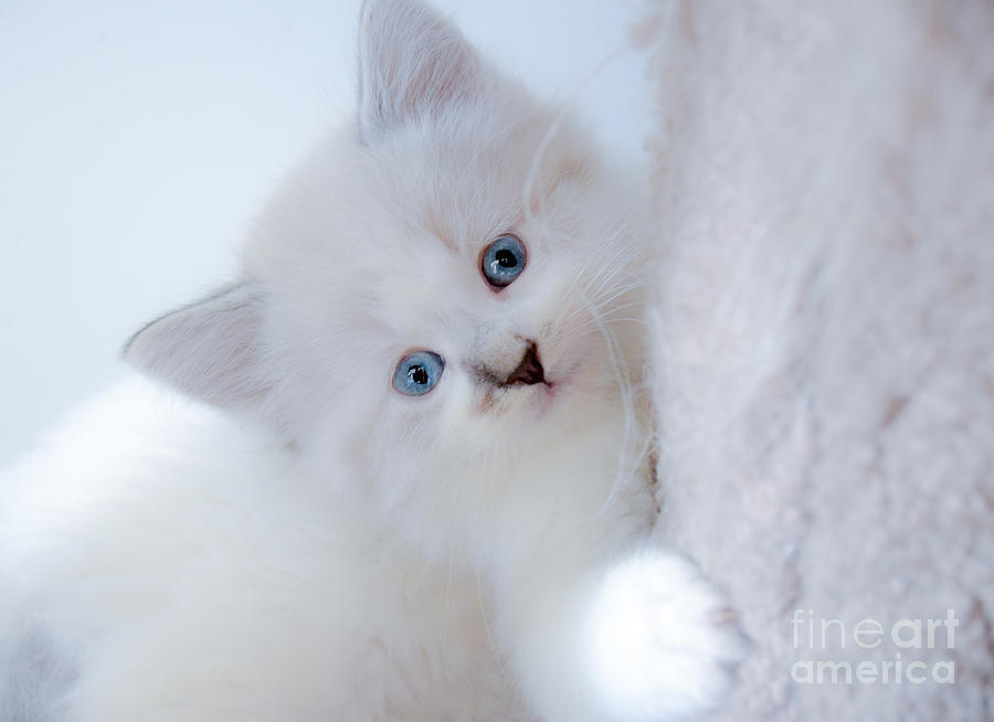 Blue Eye Kitten Snow White Photograph by Peggy Franz