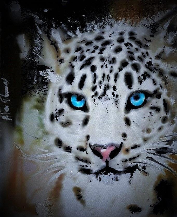 Blue Eye Snow Leopard Photograph By Alex Thomas