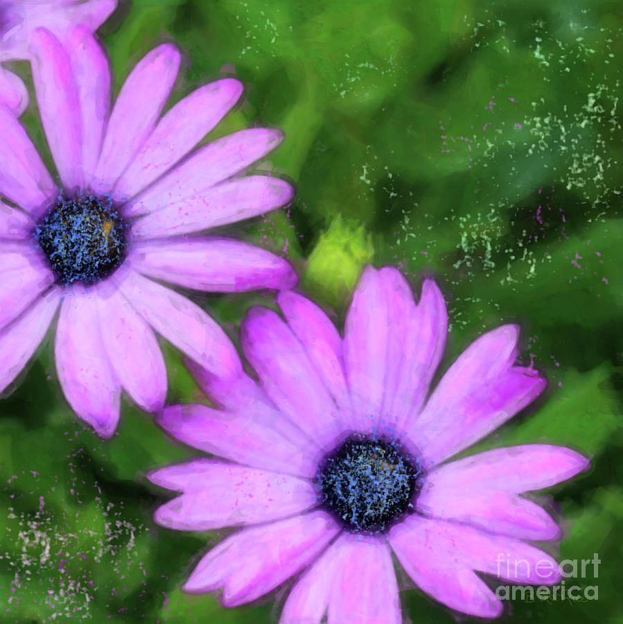 Flower Photograph - Blue-eyed African Daisies by Betty LaRue