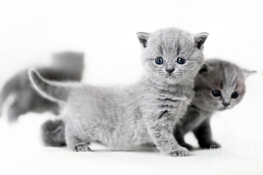british shorthair kittens white
