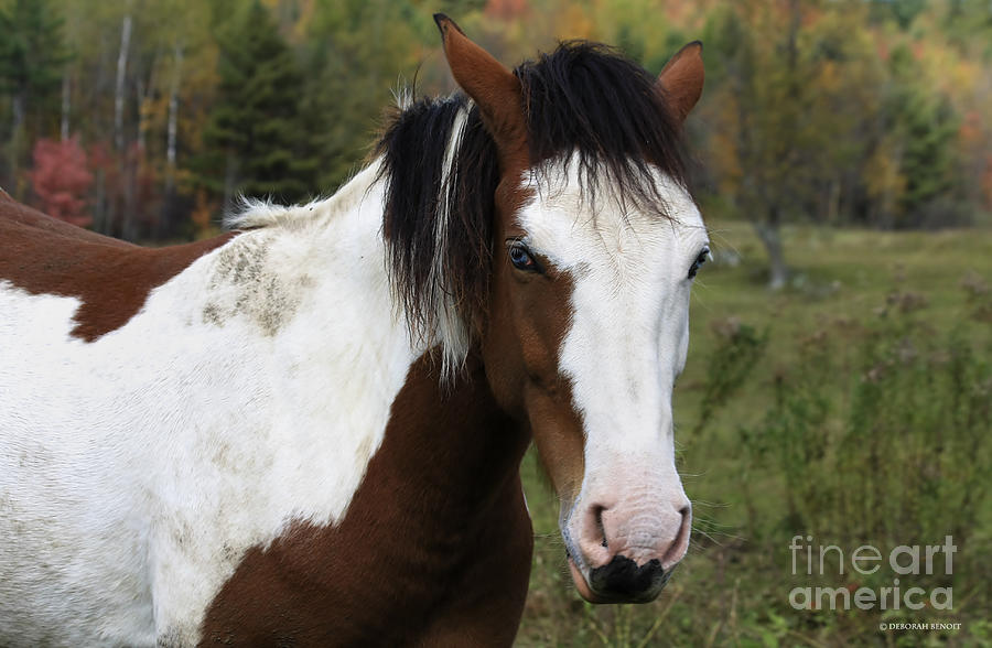 Horse Photograph - Blue Eyed Beauty by Deborah Benoit