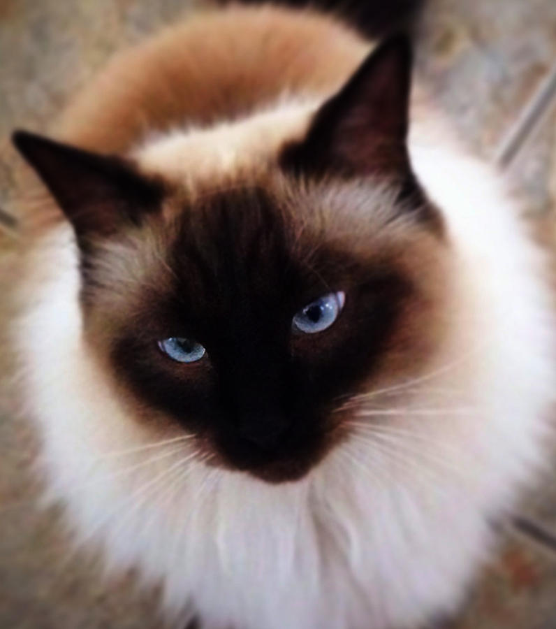 Blue Eyed Boy Photograph by Julie Mangano | Fine Art America