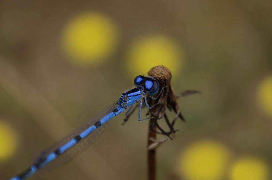 Blue-Eyed Damselfly Photograph by Adria Trail