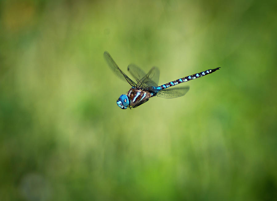 Blue-eyed Darner in flight Photograph by Rick Mosher