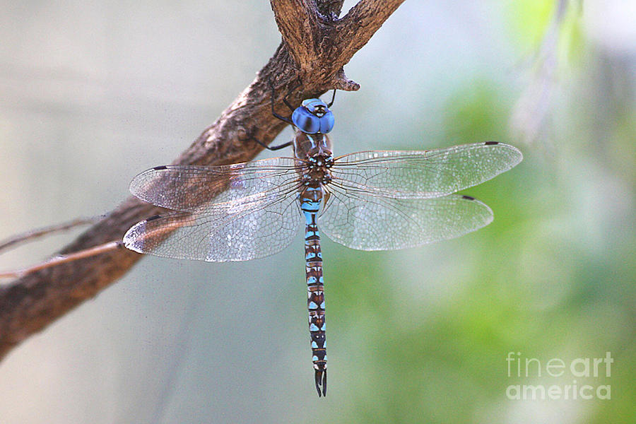 Blue-eyed Darner dragonfly  Photograph by Ruth Jolly