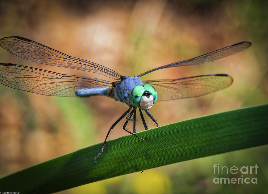 Blue Eyed Dragon  Photograph by Mitch Shindelbower