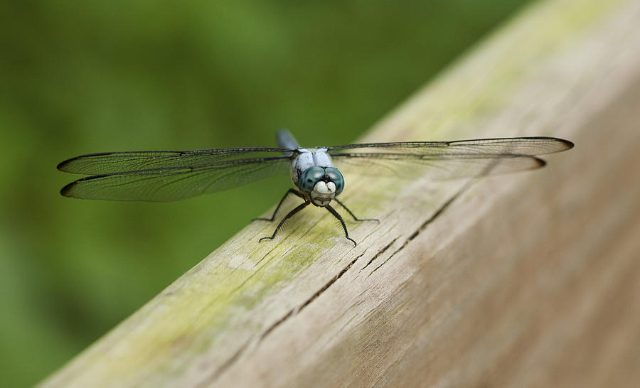 Blue Eyed Dragonfly Darner Photograph by Marilyn Hunt